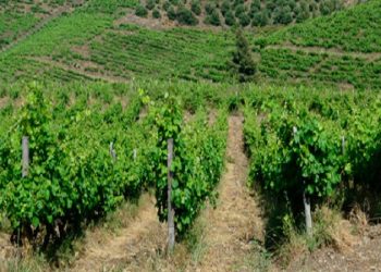 Πρόγραμμα αναδιάρθρωσης και μετατροπής των αμπελώνων περιόδου 2021/2022