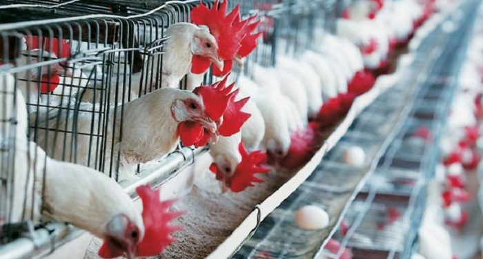 Οδηγίες για την εφαρμογή μέτρων βιοασφάλειας για τη γρίπη των πτηνών