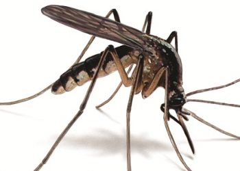 Προστασία από τα κουνούπια