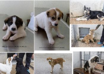 Ε’ ΚΟΗ: Συζήτηση για το νομοσχέδιο που αφορά τα ζώα συντροφιάς