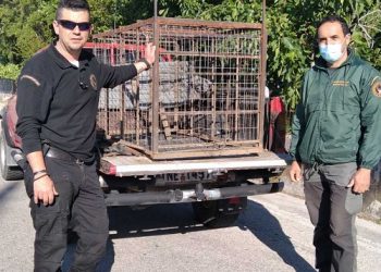 Επ’ αυτοφώρω σύλληψη λαθροκυνηγού που είχε τοποθετήσει αυτοσχέδια σιδερένια παγίδα