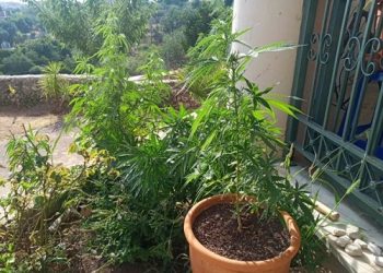 Συνελήφθη για καλλιέργεια δενδρυλλίων κάνναβης και κατοχή ναρκωτικών ουσιών