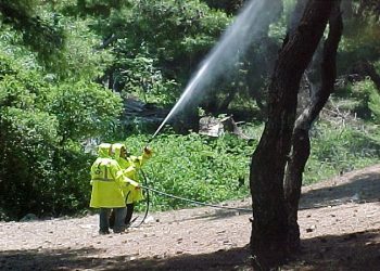 Ξεκινά ο πρώτος ψεκασμός των ελαιοδένδρων