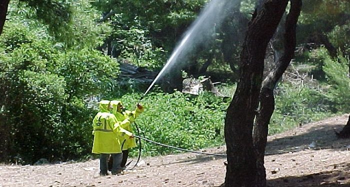 Ξεκινά ο πρώτος ψεκασμός των ελαιοδένδρων