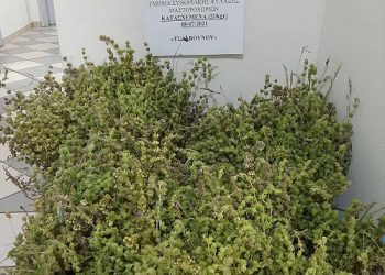 Μάζεψε παράνομα 21 κιλά τσάι του βουνού