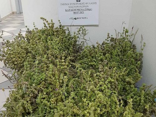 Μάζεψε παράνομα 21 κιλά τσάι του βουνού