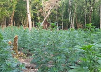 Τεράστια φυτεία χασίς σε περιοχή της Κόνιτσας