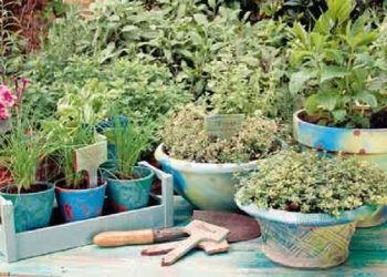 Ξεκίνησε η εκπαίδευση νέων αγροτών στην καλλιέργεια και εμπορία αρωματικών φυτών και φαρμακευτικών βοτάνων