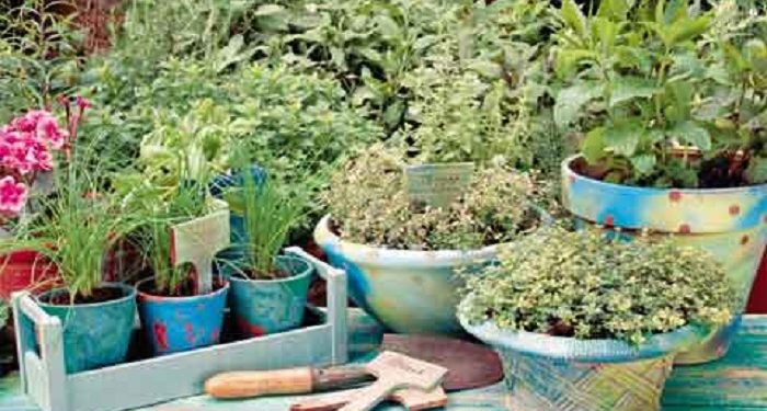 Ξεκίνησε η εκπαίδευση νέων αγροτών στην καλλιέργεια και εμπορία αρωματικών φυτών και φαρμακευτικών βοτάνων