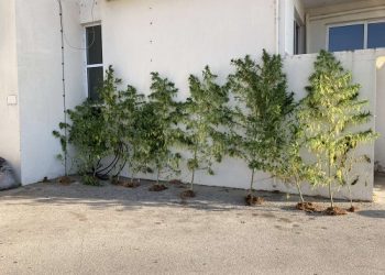 Εντοπίστηκε σε δασώδη περιοχή της Πρέβεζας φυτεία (10) δενδρυλλίων κάνναβης