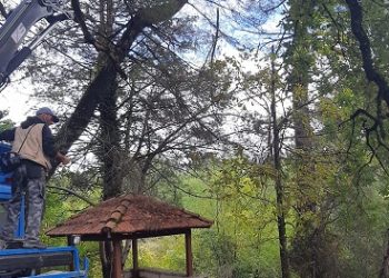 Δήμος Πωγωνίου: Εργασίες κοπής και κλάδευσης ξερών κι επικίνδυνων δέντρων