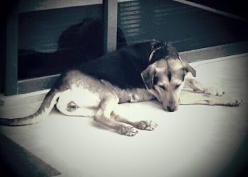 Δήμος Ιωαννιτών: Η συμπεριφορά μας στα ζώα είναι στοιχείο ανθρωπιάς και πολιτισμού