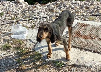 Ιωάννινα:Εγκατάλειψη Σκύλου Στο Πάρκο Κεραιών Στους Λιγκιάδες Στόχος; Ο Θάνατος ….Πώς Σώθηκε Το Ζώο