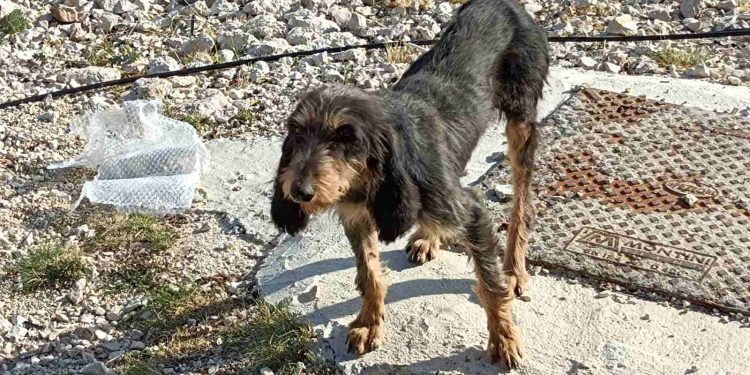 Ιωάννινα:Εγκατάλειψη Σκύλου Στο Πάρκο Κεραιών Στους Λιγκιάδες Στόχος; Ο Θάνατος ….Πώς Σώθηκε Το Ζώο