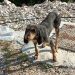 Ιωάννινα:Εγκατάλειψη Σκύλου Στο Πάρκο Κεραιών Στους Λιγκιάδες Στόχος; Ο Θάνατος ….Πώς Σώθηκε Το Ζώο