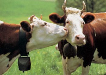 Απογραφές ζωικού κεφαλαίου έτους 2021