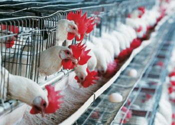 Ανακοίνωση για προληπτικά μέτρα για τη γρίπη των πτηνών