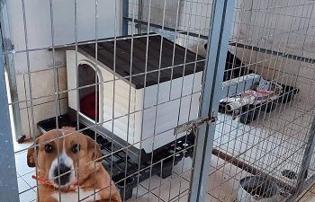 Πιστοποιημένα σπιτάκια για τα αδέσποτα του κυνοκομείου