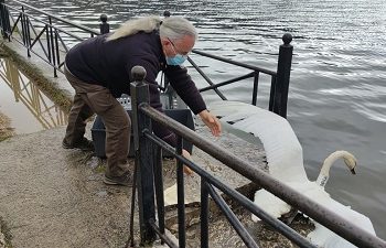 Στην Παμβώτιδα ο «θλιμμένος» κύκνος της Καστοριάς