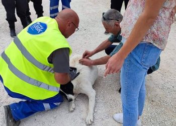 Συνεχής η προσπάθεια για υιοθεσίες αδέσποτων