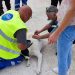 Συνεχής η προσπάθεια για υιοθεσίες αδέσποτων