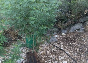 Εντοπίστηκε φυτεία δενδρυλλίων κάνναβης σε περιοχή της Πρέβεζας