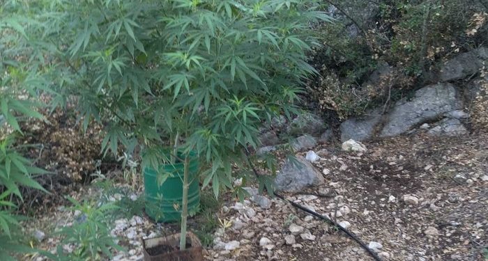 Εντοπίστηκε φυτεία δενδρυλλίων κάνναβης σε περιοχή της Πρέβεζας