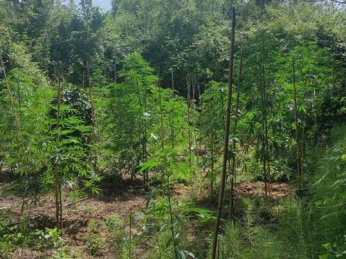 Φυτεία δενδρυλλίων κάνναβης εντοπίστηκε από το Τμήμα Ασφάλειας Άρτας