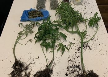 Είχε σπίτι του δενδρύλλια κάνναβης