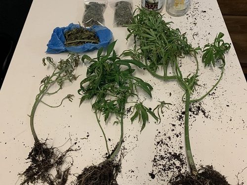 Είχε σπίτι του δενδρύλλια κάνναβης