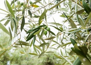 Δεύτερος ψεκασμός των ελαιοδένδρων στα πλαίσια του προγράμματος Δακοκτονίας 2022