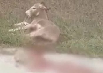 Κτηνωδία στο χωριό Γραμμένο Ζίτσας ….Έσερνε με το όχημα του Γάιδαρο …Γέμισε αίματα ο δρόμος …