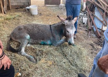 Σε ευθανασία υποβλήθηκε το γαϊδουράκι που κακοποιήθηκε στο Γραμμένο Ιωαννίνων