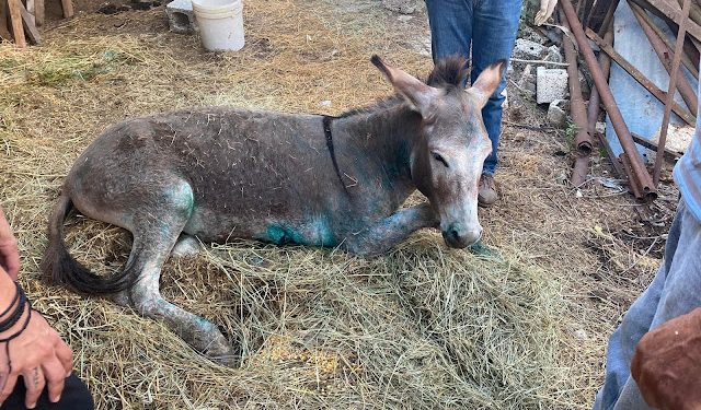 Σε ευθανασία υποβλήθηκε το γαϊδουράκι που κακοποιήθηκε στο Γραμμένο Ιωαννίνων