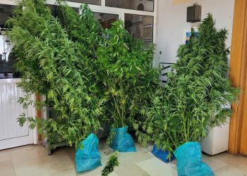Συνελήφθη στα Ιωάννινα για καλλιέργεια ναρκωτικών και παράνομη οπλοκατοχή