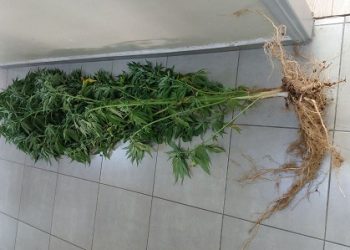 O σκύλος ανίχνευσης ναρκωτικών «Lussy» εντόπισε τα ναρκωτικά στο αυτοκίνητο και το σπίτι