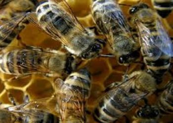 Υποβολή δηλώσεων για τις κατεχόμενες κυψέλες