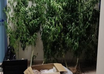 Eίχε στην αυλή του δενδρύλλια κάνναβης