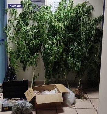 Eίχε στην αυλή του δενδρύλλια κάνναβης