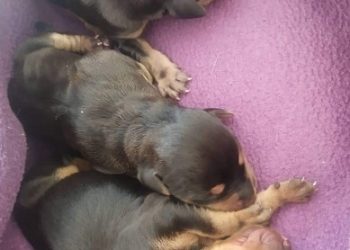 Συνεχείς οι εγκαταλείψεις κουταβιών