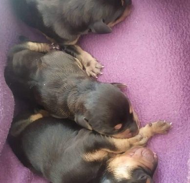 Συνεχείς οι εγκαταλείψεις κουταβιών