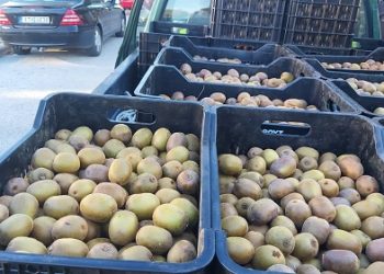 Δωρεάν διάθεση ακτινιδίων σε μαθητές του Δήμου Αρταίων με ιδιωτική πρωτοβουλία