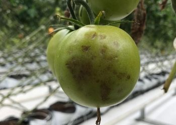 Ενημέρωση για τον ιό της καστανής ρυτίδωσης της τομάτας