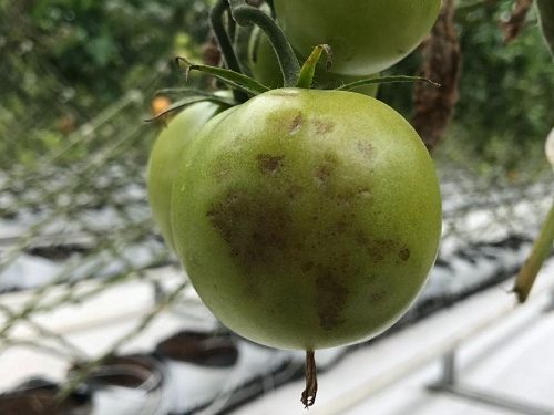 Ενημέρωση για τον ιό της καστανής ρυτίδωσης της τομάτας