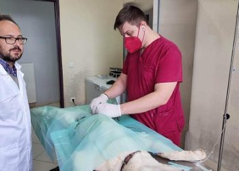 Συνεχίζονται οι στειρώσεις αδέσποτων και οι υιοθεσίες