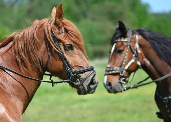 Υποχρεωτική η καταχώρηση των ιπποειδών σε Κεντρική Ηλεκτρονική Βάση Δεδομένων