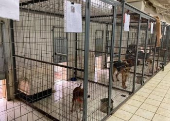 Υψηλά στις υιοθεσίες ζώων ο Δήμος Ιωαννιτών