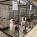 Υψηλά στις υιοθεσίες ζώων ο Δήμος Ιωαννιτών