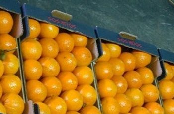 Άρτα: Δεσμεύεται για στήριξη της παραγωγής εσπεριδοειδών το Υπουργείο