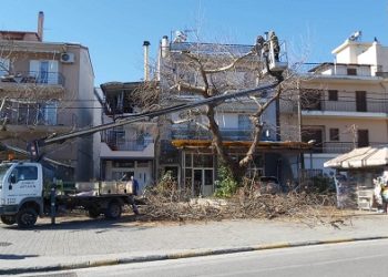 Νέος γύρος κλαδέματος από την Αντιδημαρχία Προστασίας και Πρασίνου
